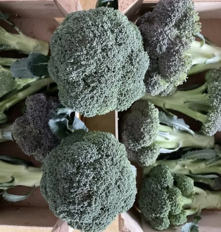 BROCOLI-b4937db8-1920w