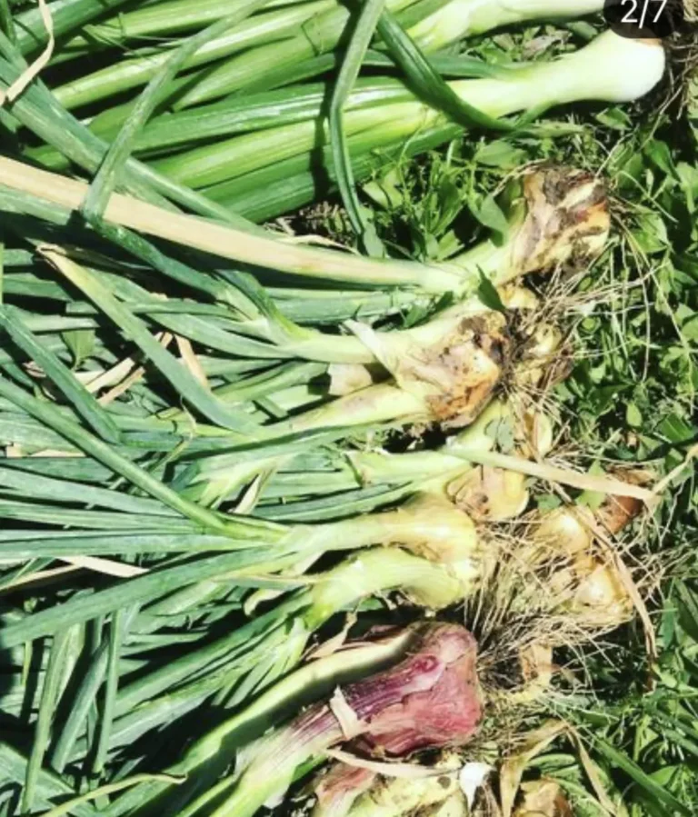 CEBOLLAS-66004070-1920w