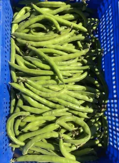 HABAS-82127d20-1920w (1)