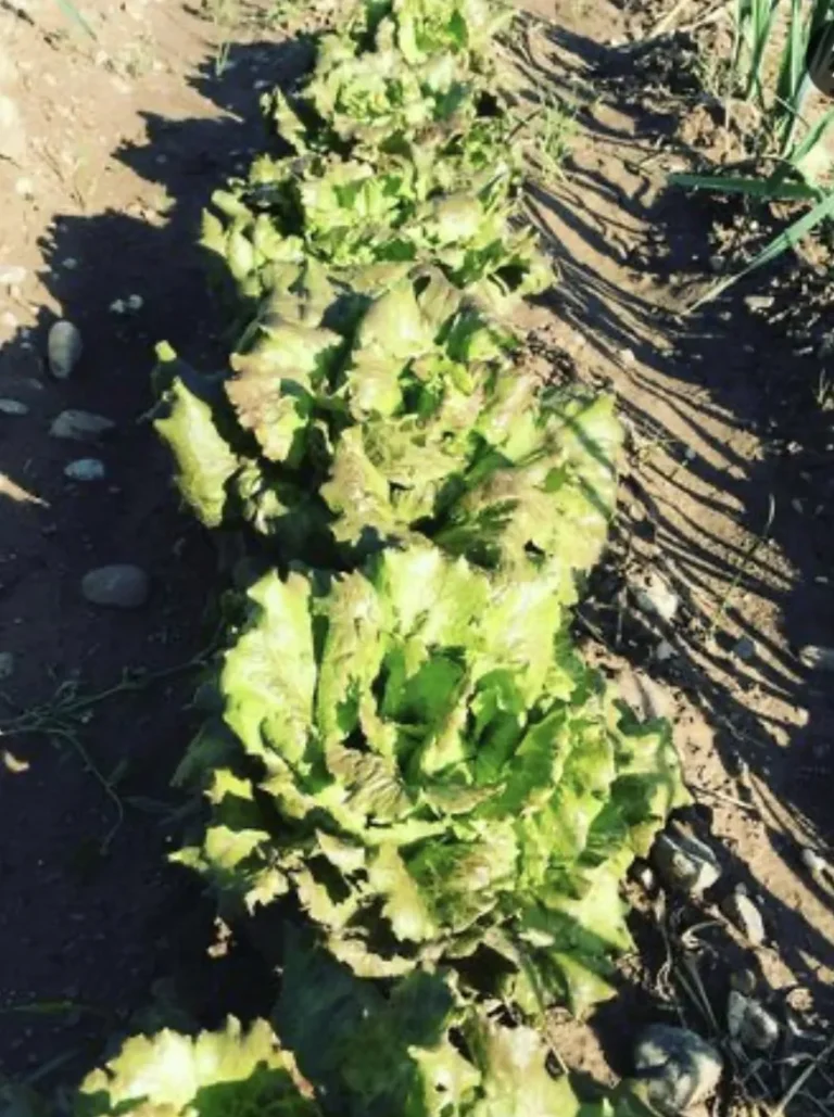 LECHUGA1-abbed5fd-1920w (1)